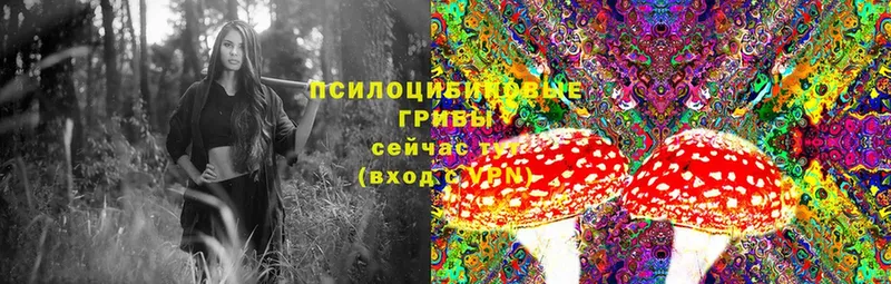 kraken вход  Майский  Псилоцибиновые грибы Psilocybine cubensis 